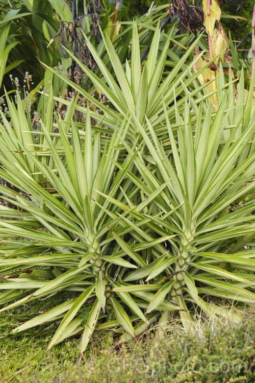 Yucca gigantea (syns. Yucca guatemalensis, Yucca elephantipes]) 'Silver Star', a variegated cultivar of the Spineless. Yucca or Giant Yucca, a spear-leafed, tree-like, woody-stemmed, perennial found in southern Mexico and Central America. It grows to around 9m tall and has white to cream, bell-shaped flowers in summer.