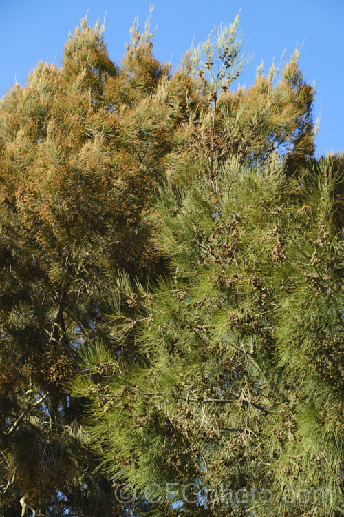 Forest. She-oak (<i>Allocasuarina torulosa [syn. Casuarina torulosa]) with spent male flowers. This evergreen, 12-15m tall tree is native to eastern Australia. allocasuarina-2276htm'>Allocasuarina. <a href='casuarinaceae-plant-family-photoshtml'>Casuarinaceae</a>.