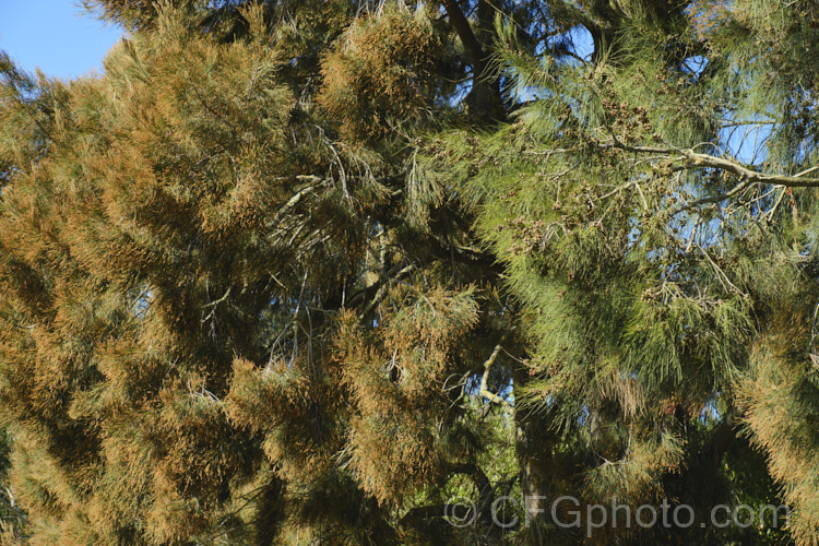 Forest. She-oak (<i>Allocasuarina torulosa [syn. Casuarina torulosa]) with spent male flowers. This evergreen, 12-15m tall tree is native to eastern Australia. allocasuarina-2276htm'>Allocasuarina. <a href='casuarinaceae-plant-family-photoshtml'>Casuarinaceae</a>.