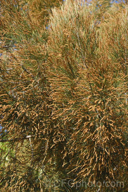 Forest. She-oak (<i>Allocasuarina torulosa [syn. Casuarina torulosa]), showing spent male flowers and developing seed capsules (cones</i>). This evergreen, 12-15m tall tree is native to eastern Australia. allocasuarina-2276htm'>Allocasuarina. <a href='casuarinaceae-plant-family-photoshtml'>Casuarinaceae</a>.