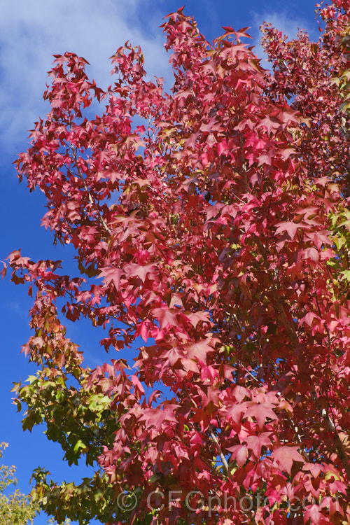 The autumn foliage of the Sweet Gum or Red Gum (<i>Liquidambar styraciflua</i>), a roughly pyramidal deciduous tree up to 45m tall This maple like native of the eastern United States is famed for its vividly coloured autumn foliage. Order: Saxifragales, Family: Altingiaceae