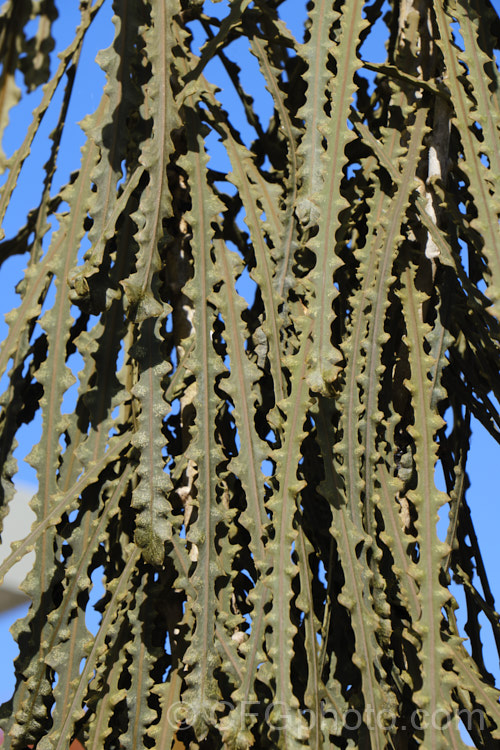 Toothed. Lancewood or Fierce. Lancewood (<i>Pseudopanax ferox</i>). The foliage of this small tree native to New Zealand passes through four stages before developing it 15cm long, smooth-edged, oblong adult leaves. The juvenile leaves shown here are very thick and narrow, almost woody, and are edged with very coarse, sharp teeth. pseudopanax-2147htm'>Pseudopanax. Order: Apiales, Family: Araliaceae