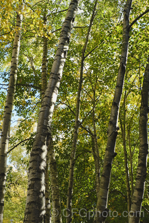 A stand of Paper. Birch, White Birch or Canoe. Birch (<i>Betula papyrifera</i>), a very hardy 30m tall deciduous tree native to northern North America and southern Greenland. Paper. Birch is similar to the Eurasian. Betula pendula but with a more upright, less weeping habit. betula-2077htm'>Betula. <a href='betulaceae-plant-family-photoshtml'>Betulaceae</a>.