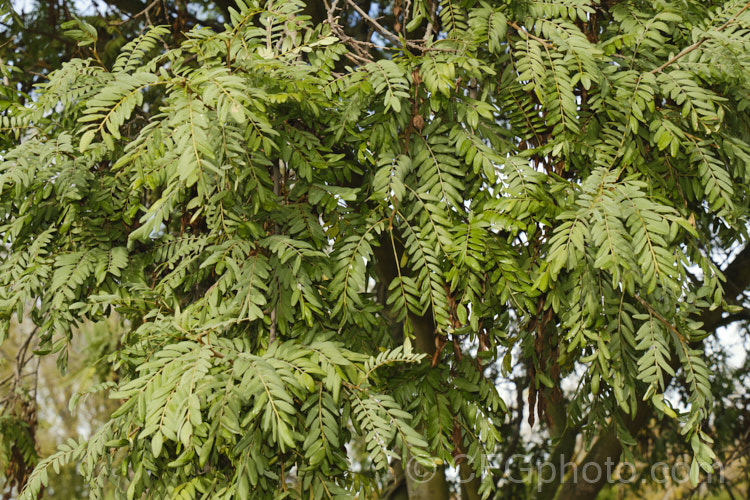 Lignum. Vitae (<i>Sophora howinsula</i>), an evergreen shrub or small tree native to Lord. HoweIsland, which is located between northern New Zealand and the New South Wales coast. It is from 3-15m tall and is similar to the New Zealand kowhai species. Sophora tetraptera, sharing similar golden flowers, but its leaflets are larger. This species hybridises with the New Zealand natives and several garden hybrids and cultivars are available, including 'Gnome' and 'Tui's Gold'. sophora-2142htm'>Sophora.