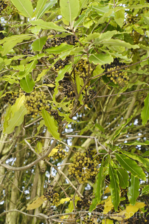 Lemonwood or Tarata (<i>Pittosporum eugenioides</i>) with ripe seed capsules. This evergreen shrub or small tree, up to 8m tall, is native to New Zealand While rather inconspicuous, the flowers are sweetly scented in the evening and the foliage is aromatic. Order: Apiales, Family: Pittosporaceae