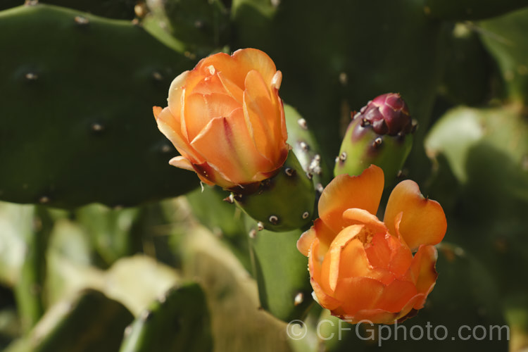 Riverina. Pear (<i>Opuntia elata</i>), a large, shrubby cactus native to Argentina. It has relatively few spines, though those that are present are long. The flowers are typically orange but may be cream to yellow. Deep pinkish red fruits follow. The relative lack of spines helps distinguish it from the sometimes similar. Opuntia paraguayensis. opuntia-2468htm'>Opuntia. Order: Caryophyllales, Family: Cactaceae