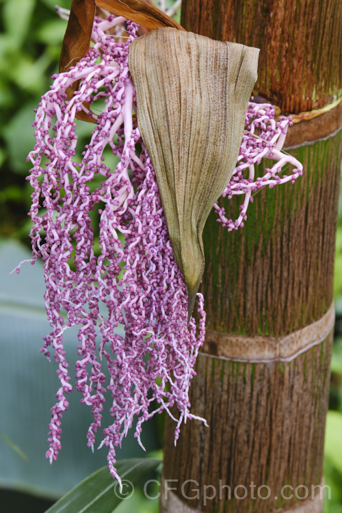 The developing inflorescence of the Alexander. Palm, King Palm or Northern Bangalow. Palm (<i>Archontophoenix alexandrae</i>), a graceful feather palm to 22m tall found in coastal. Queensland and northern New South Wales, Australia. Order: Arecales, Family: Arecaceae