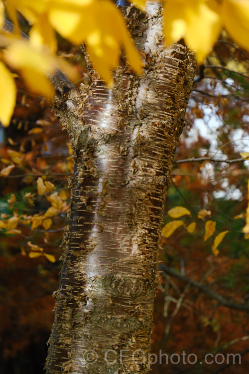 The bark and ahint of the autumn foliage of the Sweet Birch, Cherry Birch or Mahogany. Birch (<i>Betula lenta</i>). This deciduous tree, up to 20m tall, native to eastern North America. The tree can be tapped in spring to produce a molasses-like syrup from its sap and its roots were a source of oil of wintergreen. The peeling bark is often very reminiscent of that of the Birch. Bark. Cherry (<i>Prunus serrula</i>). betula-2077htm'>Betula. <a href='betulaceae-plant-family-photoshtml'>Betulaceae</a>.