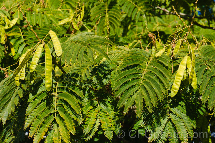 The mature folaige and seedpods of the Silk Tree (<i>Albizia julibrissin</i>), a 6m tall deciduous tree found naturally from Iran to Japan. It flowers heavily from mid-summer. The tree is often quite flat-topped, making it an excellent shade tree. albizia-2159htm'>Albizia.