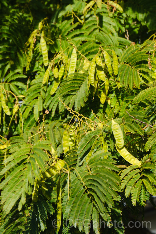 The mature folaige and seedpods of the Silk Tree (<i>Albizia julibrissin</i>), a 6m tall deciduous tree found naturally from Iran to Japan. It flowers heavily from mid-summer. The tree is often quite flat-topped, making it an excellent shade tree. albizia-2159htm'>Albizia.