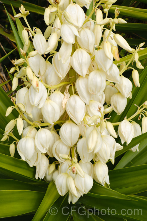 Flowers of the Spineless. Yucca or Giant Yucca (<i>Yucca gigantea [syns. Yucca guatemalensis, Yucca elephantipes]), a spear-leafed, tree-like, woody-stemmed, perennial found in southern Mexico and Central America. It grows to around 9m tall and has white to cream, bell-shaped flowers in late summer to autumn.