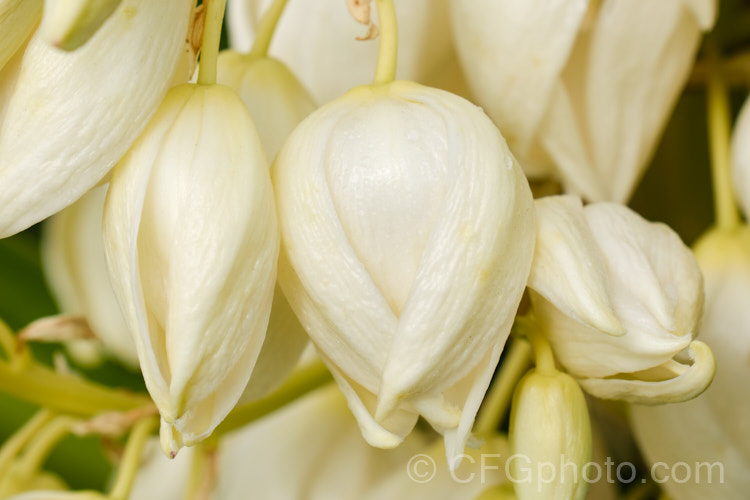 Flowers of the Spineless. Yucca or Giant Yucca (<i>Yucca gigantea [syns. Yucca guatemalensis, Yucca elephantipes]), a spear-leafed, tree-like, woody-stemmed, perennial found in southern Mexico and Central America. It grows to around 9m tall and has white to cream, bell-shaped flowers in late summer to autumn.