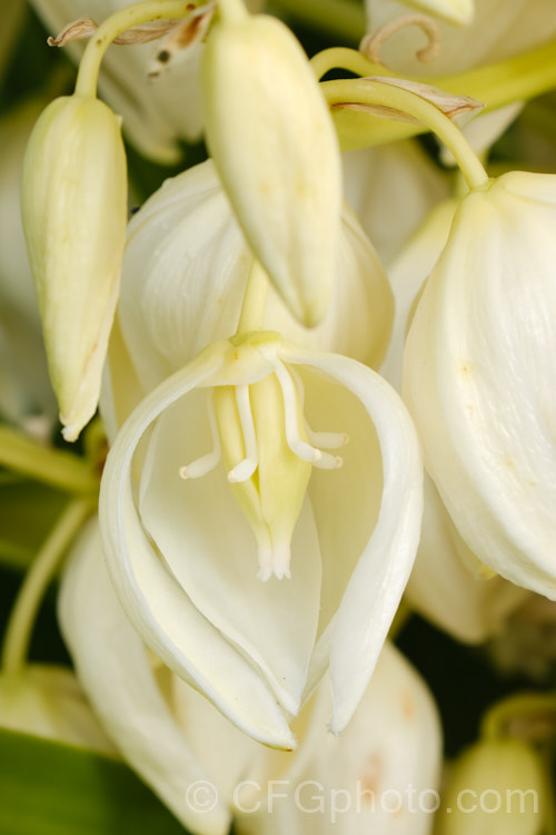 Flowers of the Spineless. Yucca or Giant Yucca (<i>Yucca gigantea [syns. Yucca guatemalensis, Yucca elephantipes]), a spear-leafed, tree-like, woody-stemmed, perennial found in southern Mexico and Central America. It grows to around 9m tall and has white to cream, bell-shaped flowers in late summer to autumn.