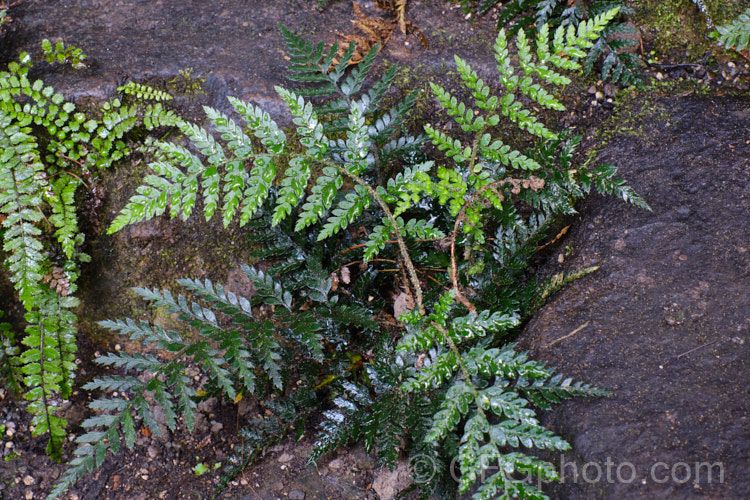 Black Shield Fern, Blue Shield Fern or Shore Shield Fern (<i>Polystichum oculatum</i>), a clumping fern, often with rather open growth, found throughout New Zealand, including the Chatham Islands. The fronds are very dark green when mature and are up to 40cm long, though often considerably less in bright, open locations. Order: Polypodiales, Family: Dryopteridaceae