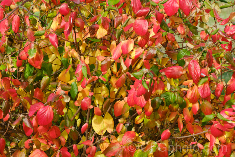 The autumn foliage of Viburnum x burkwoodii (<i>Viburnum carlesii x Viburnum utile</i>), a semi-deciduous 25-4m tall shrub. Its flowers are strongly scented and borne over a long period from late winter. viburnum-2081htm'>Viburnum. <a href='adoxaceae-plant-family-photoshtml'>Adoxaceae</a>.