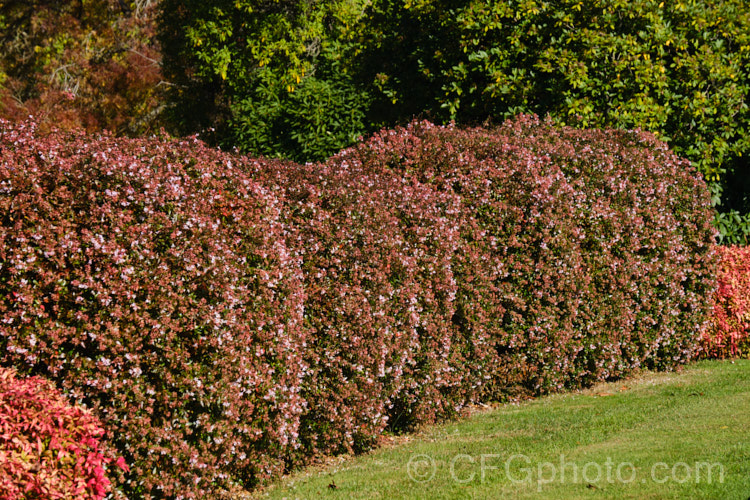 Linnaea grandiflora (syn. Abelia x grandiflora</i>), an evergreen shrub, semi-evergreen in cold winters, that grows to around 2m tall It is a hybrid between Linnaea chinensis and Linnaea uniflora, and is popular for hedging. It has attractive summer flowers and bronze foliage in autumn. Order: Dipsacales, Family: Caprifoliaceae