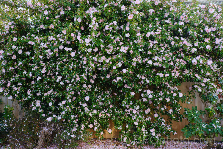 Camellia Sasanqua Jennifer Susan