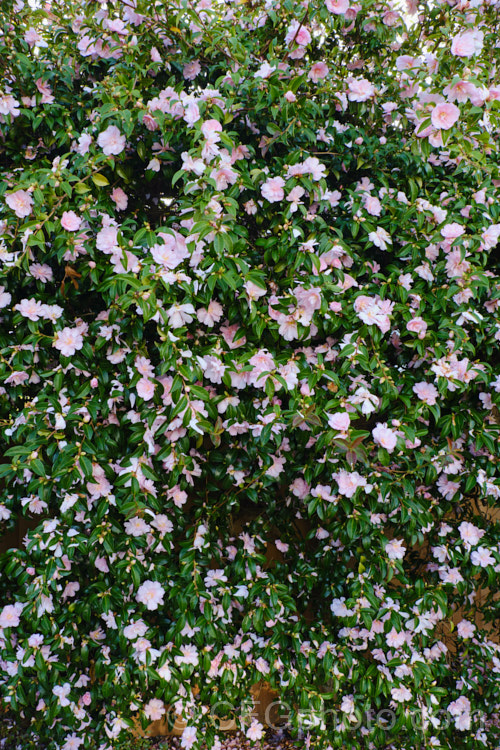 <i>Camellia</i> 'Jennifer Susan', a Sasanqua hybrid It has loose peony-form flowers open in autumn and it is often grown as an informal hedge. Order: Ericales, Family: Theaceae