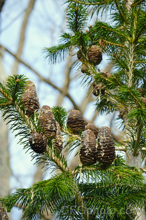 Shensi Fir (<i>Abies chensiensis</i>), an evergreen, 30-50m tall conifer native to China and northern India It has stiff, somewhat tiered branches and tough leathery leaves. The young spring growth is an unusual green shade that gives it an almost artificial plastic appearance. Order: Pinales, Family: Pinaceae