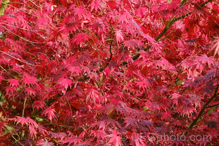 <i>Acer palmatum</i> 'Bloodgood', a Japanese maple cultivar that has purple-red spring and summer foliage that develops brilliant crimson tones in autumn. Order: Sapindales, Family: Sapindaceae