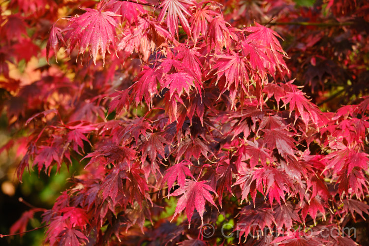 <i>Acer palmatum</i> 'Bloodgood', a Japanese maple cultivar that has purple-red spring and summer foliage that develops brilliant crimson tones in autumn. Order: Sapindales, Family: Sapindaceae