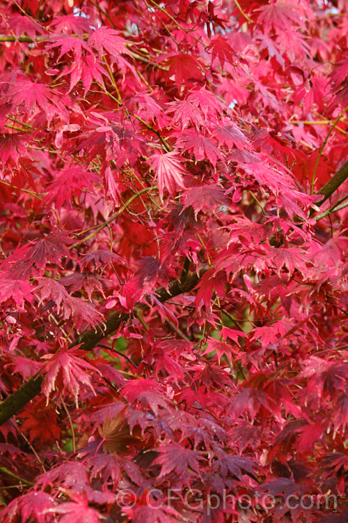 <i>Acer palmatum</i> 'Bloodgood', a Japanese maple cultivar that has purple-red spring and summer foliage that develops brilliant crimson tones in autumn. Order: Sapindales, Family: Sapindaceae