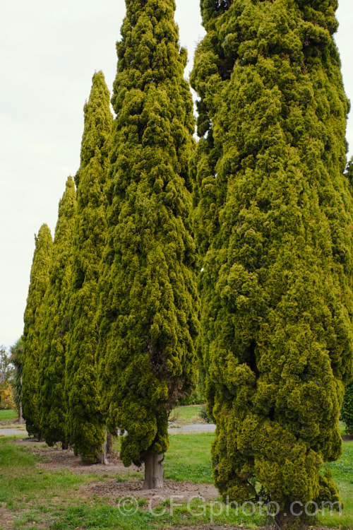 Mature examples of Cupressus sempervirens 'Swane's Golden' (often misspelt 'Swaine's Gold'), an Australian-raised golden-foliaged form of the Italian Cypress. It is very narrow and slow growing, though ultimately around 6m tall Order: Pinales, Family: Cupressaceae