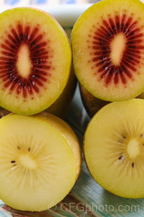 The gold-fleshed kiwifruit (<i>Actinidia chinensis</i>) and its red-fleshed form. This deciduous vine fruit is native to China but was developed as a commercial crop in New Zealand. The golden kiwifruit is smaller, smoother, sweeter and has fewer seeds than the green (<i>Actinidia delisiosa</i>) and also differs in the shape of the blossom end of the fruit. The small, berry-like <i>Actinidia arguta</i> is also being promoted as a commercial fruit crop. Order: Ericales, Family: Actinidiaceae