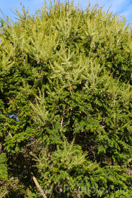 Eastern Hemlock (<i>Tsuga canadensis</i>), an evergreen coniferous tree native to North America. With great age it is capable of exceeding 50m tall, though cultivated plants are usually far smaller. There are several dwarf forms and cultivars with golden, variegated or glaucous foliage, and vary growth habits. tsuga-3376htm'>Tsuga. <a href='pinaceae-plant-family-photoshtml'>Pinaceae</a>.