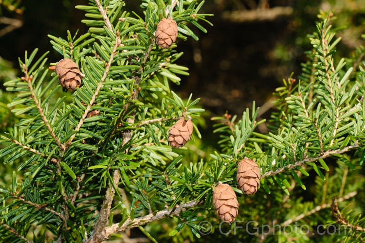 Eastern Hemlock (<i>Tsuga canadensis</i>), an evergreen coniferous tree native to North America. With great age it is capable of exceeding 50m tall, though cultivated plants are usually far smaller. There are several dwarf forms and cultivars with golden, variegated or glaucous foliage, and vary growth habits. tsuga-3376htm'>Tsuga. <a href='pinaceae-plant-family-photoshtml'>Pinaceae</a>.