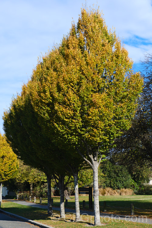 'Frans. Fontaine'. Hornbeam (<i>Carpinus betulus 'Frans. Fontaine') in autumn. This is a fastigiate (narrow</i>) cultivar of a deciduous tree up to 20m tall found through much of Eurasia 'Frans. Fontaine' maintains its narrow habit into adulthood, unlike the cultivar 'Fastigiata', which becomes pyramidal with age. Order: Fagales, Family: Betulaceae