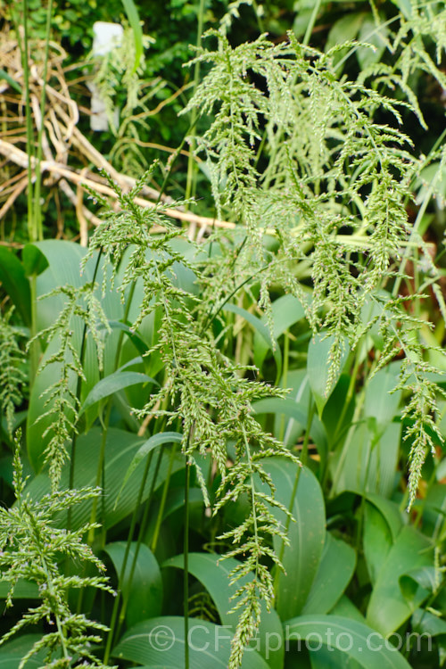 Palmgrass, Highland Pit. Pit or Broadleafed. Bristlegrass (<i>Setaria palmifolia</i>),a very wide-leaved grass native to tropical and warm-temperate Asia. The foliage creates an effect similar to a low, clumping palm, though when the plumes of flowers appear its true identity is revealed. While very ornamental, this species has the potential to be invasive in suitable climates. setaria-3631htm'>Setaria. .