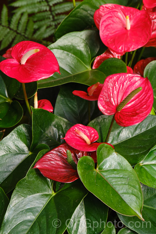 Anthurium 'Vesuvio', one of the many cultivated forms, usually hybrids or cultivars of the flamingo flower (<i>Anthurium andraeanum</i>), an epiphytic evergreen perennial native to Colombia and Ecuador. anthurium-2027htm'>Anthurium.