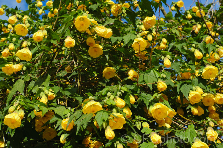 <i>Abutilon x hybridum</i> 'Golden Fleece', a deep yellow-flowered hybrid Chinese Lantern shrub. Hybrid abutilon flower more or less continuously in mild climates and most grow to around 3m high and wide. Order: Malvales, Family: Malvaceae