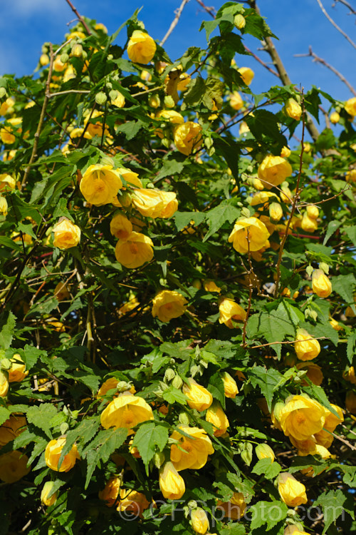 <i>Abutilon x hybridum</i> 'Golden Fleece', a deep yellow-flowered hybrid Chinese Lantern shrub. Hybrid abutilon flower more or less continuously in mild climates and most grow to around 3m high and wide. Order: Malvales, Family: Malvaceae