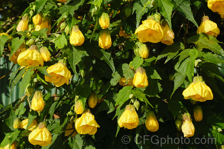 <i>Abutilon x hybridum</i> 'Golden Fleece', a deep yellow-flowered hybrid Chinese Lantern shrub. Hybrid abutilon flower more or less continuously in mild climates and most grow to around 3m high and wide. Order: Malvales, Family: Malvaceae