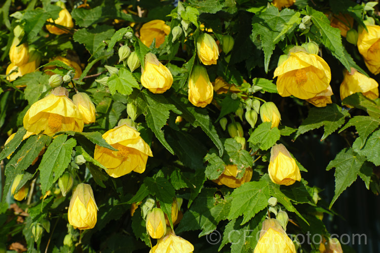 <i>Abutilon x hybridum</i> 'Golden Fleece', a deep yellow-flowered hybrid Chinese Lantern shrub. Hybrid abutilon flower more or less continuously in mild climates and most grow to around 3m high and wide. Order: Malvales, Family: Malvaceae