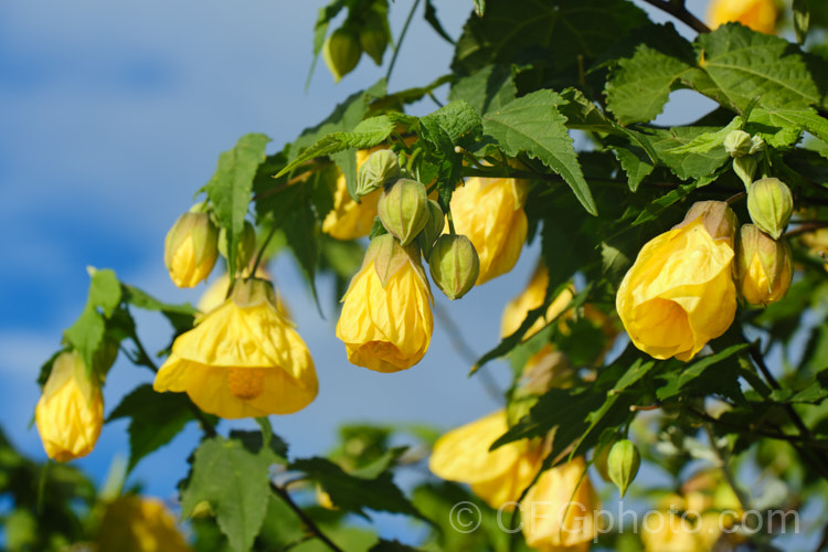 <i>Abutilon x hybridum</i> 'Golden Fleece', a deep yellow-flowered hybrid Chinese Lantern shrub. Hybrid abutilon flower more or less continuously in mild climates and most grow to around 3m high and wide. Order: Malvales, Family: Malvaceae