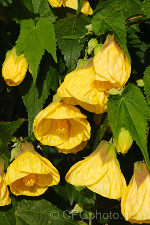 <i>Abutilon x hybridum</i> 'Golden Fleece', a deep yellow-flowered hybrid Chinese Lantern shrub. Hybrid abutilon flower more or less continuously in mild climates and most grow to around 3m high and wide. Order: Malvales, Family: Malvaceae