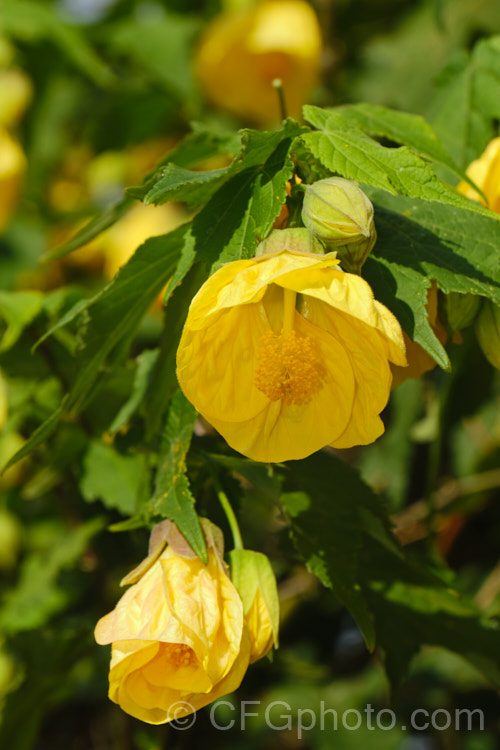 <i>Abutilon x hybridum</i> 'Golden Fleece', a deep yellow-flowered hybrid Chinese Lantern shrub. Hybrid abutilon flower more or less continuously in mild climates and most grow to around 3m high and wide. Order: Malvales, Family: Malvaceae