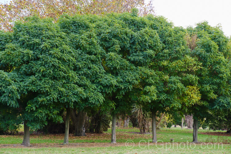 A row of Robinia pseudoacacia 'Mop. Top' trees that have not been trimmed for 7 years. This densely twiggy cultivar of the thornless form of the common black locust ('Inermis') is grafted onto standard trunks of various heights to make 'lollipop' style tree with a dense foliage crown atop a narrow trunk. The look can be effective, but it is often a lot of work to keep the top neat, the trunk free of side-shoots and the plant clear of stem borers. These examples are on land abandoned after an earthquake and have been left to grow unchecked. robinia-2218htm'>Robinia.