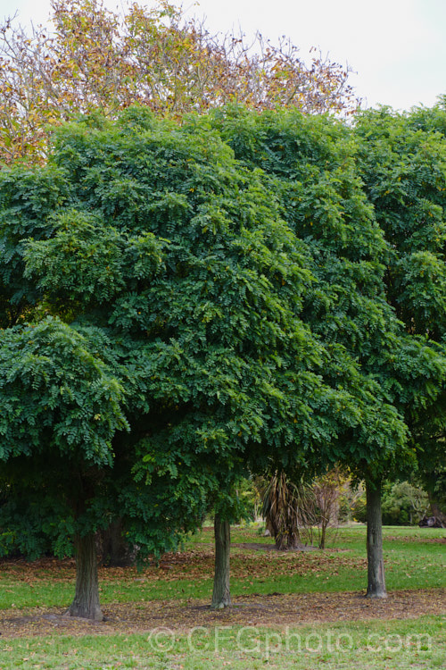 A row of Robinia pseudoacacia 'Mop. Top' trees that have not been trimmed for 7 years. This densely twiggy cultivar of the thornless form of the common black locust ('Inermis') is grafted onto standard trunks of various heights to make 'lollipop' style tree with a dense foliage crown atop a narrow trunk. The look can be effective, but it is often a lot of work to keep the top neat, the trunk free of side-shoots and the plant clear of stem borers. These examples are on land abandoned after an earthquake and have been left to grow unchecked. robinia-2218htm'>Robinia.