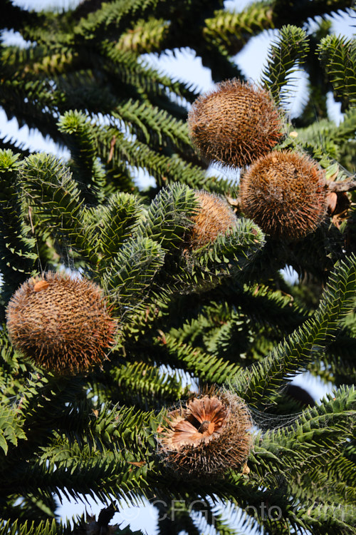 Monkey Puzzle (<i>Araucaria araucana</i>) with mature cones. This 30-40m tall conifer is native to central Chile and northern Patagonia. It has stiff, sharply pointed triangular leaves and huge cones. Order: Pinales, Family: Araucariaceae