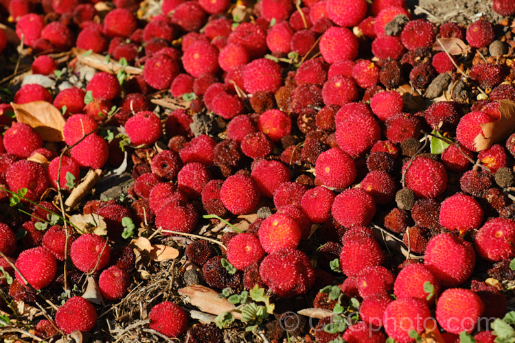 The fallen fruits of Strawberry Tree (<i>Arbutus unedo</i>), a large evergreen shrub or small tree found from Europe to western Asia. It has clusters of small, white, bell-shaped flowers followed by warty yellow fruits that redden when ripe. It is common for the tree to carry ripe fruit and flowers at the same time. The fruit is edible but unpalatable, and as seen here, even birds will only rarely touch it. Order: Ericales, Family: Ericaceae