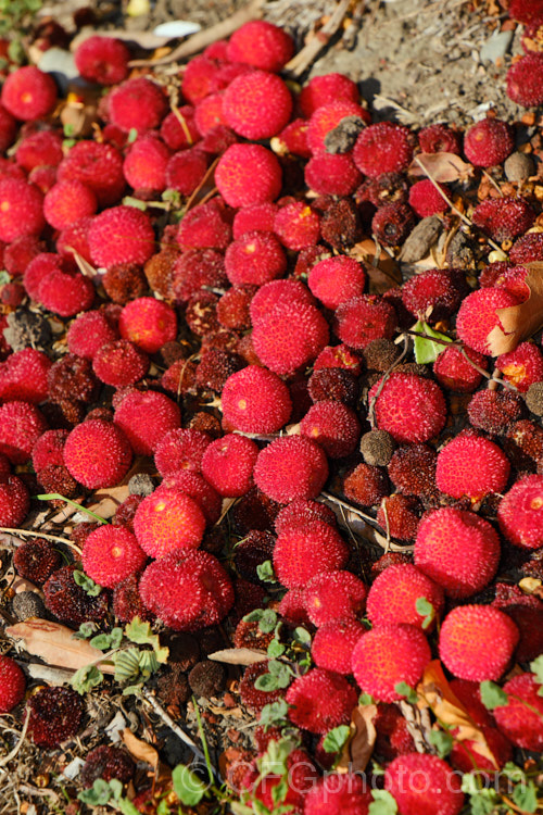 The fallen fruits of Strawberry Tree (<i>Arbutus unedo</i>), a large evergreen shrub or small tree found from Europe to western Asia. It has clusters of small, white, bell-shaped flowers followed by warty yellow fruits that redden when ripe. It is common for the tree to carry ripe fruit and flowers at the same time. The fruit is edible but unpalatable, and as seen here, even birds will only rarely touch it. Order: Ericales, Family: Ericaceae