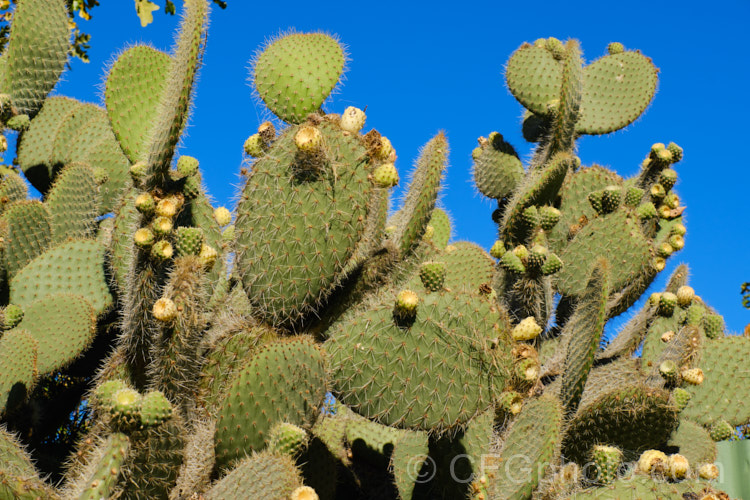 Giant Prickly Pear or Tree Prickly Pear (<i>Opuntia echios</i>), a large cactus native to the GalapagosIslands. With great age it develops a thick trunk topped with a branching head of pads densely studded with spines. The yellow or yellow-green flowers are followed by concave-topped fruits that are light green to pale yellow when ripe. opuntia-2468htm'>Opuntia. Order: Caryophyllales, Family: Cactaceae