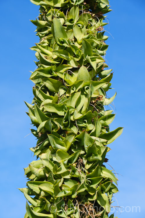 Bulbils on the spent flower stem of an Octopus Agave or Amole (<i>Agave vilmoriniana</i>), a large rosette-forming monocarpic succulent native to Mexico, where it occurs at elevations of up to 1700m. The thick, fleshy leaves are smooth-edged, relatively narrow on mature plants and often have a slight longitudinal twist. The flower stems are up to 3.5m tall and when developing the buds of the creamy yellow flowers are protected by a dense covering of narrow pinkish-purple bracts that are almost hair-like at the tip of the flower stem. The bulbils can be broken off and grown on as new plants. Order: Asparagales, Family: Asparagaceae