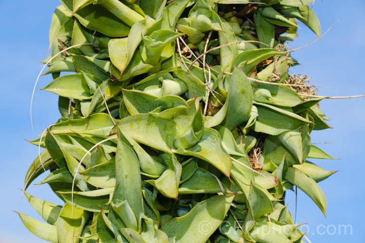 Bulbils on the spent flower stem of an Octopus Agave or Amole (<i>Agave vilmoriniana</i>), a large rosette-forming monocarpic succulent native to Mexico, where it occurs at elevations of up to 1700m. The thick, fleshy leaves are smooth-edged, relatively narrow on mature plants and often have a slight longitudinal twist. The flower stems are up to 3.5m tall and when developing the buds of the creamy yellow flowers are protected by a dense covering of narrow pinkish-purple bracts that are almost hair-like at the tip of the flower stem. The bulbils can be broken off and grown on as new plants. Order: Asparagales, Family: Asparagaceae