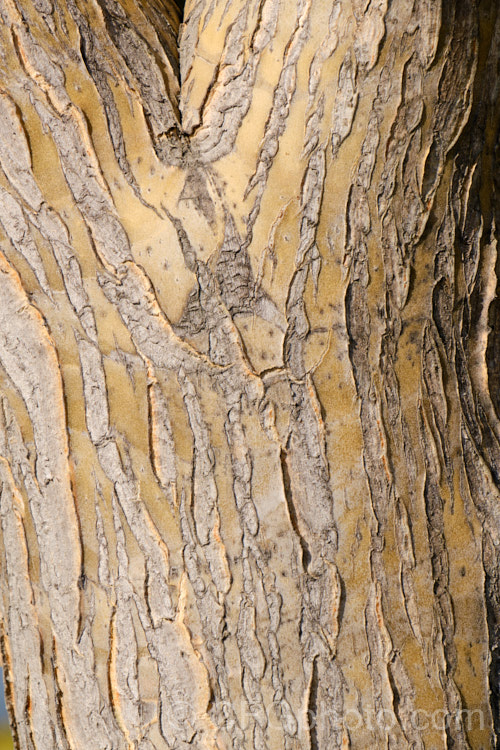 The woody trunk of Aloidendron barberae (syns. Aloidendron bainesii, Aloe bainesii</i>), a tree-like aloe native to South Africa, Swaziland and Mozambique. It can reach 18m tall, with sturdy branches, leaves to 90cm long and inflorescences of green-tipped pink to deep reddish pink flowers in winter. aloidendron-3660htm'>Aloidendron.