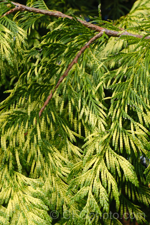 Thuja plicata Zebrina photo at Pictures of Plants stock image library